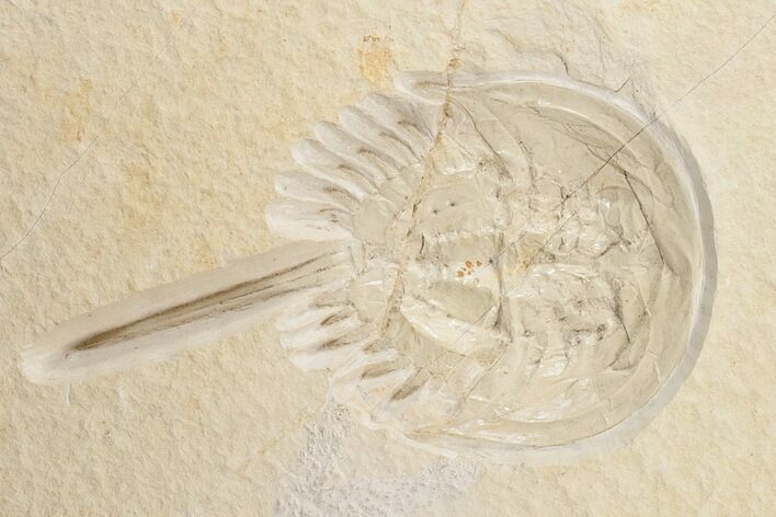 Top Quality Horseshoe Crab (Mesolimulus) Fossil #15622
